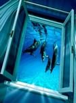 pic for Window To Dolphins Paradise